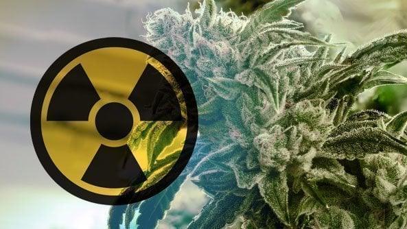 Unveiling the Dark Side of Irradiation: A Critical Examination of Health Canada's Cannabis Regulations